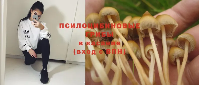 Псилоцибиновые грибы Magic Shrooms  Кореновск 