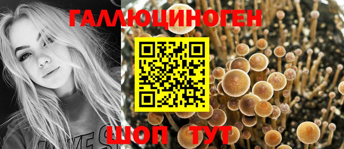 Псилоцибиновые грибы Psilocybe Кореновск